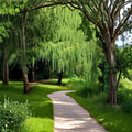 Weeping Willow Tree – Salix babylonica Live Plant | Fast Growing Shade Tree | Arching Canopy Landscape Tree | Memorial Gift | Outdoor Garden