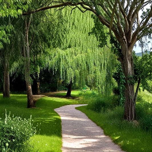 Weeping Willow Tree – Salix babylonica Live Plant | Fast Growing Shade Tree | Arching Canopy Landscape Tree | Memorial Gift | Outdoor Garden