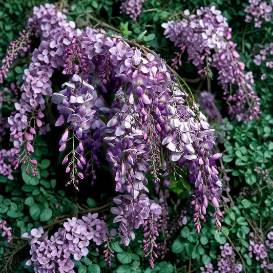 Blue Chinese Wisteria Live Plant | 1–2 Feet Tall | Rooted Bare Root Vine | Heirloom Purple Flowering Climber | Ready to Grow
