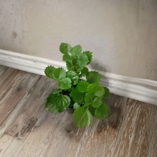 Swedish Ivy Live Plant | Rooted Ready to Plant | Plectranthus verticillatus | Trailing Houseplant | No Pot Included