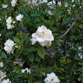 Gardenia Seeds 200+ – Gardenia jasminoides Cape Jasmine | Fragrant White Flowering Shrub Seeds | Heirloom Perennial Garden Plant