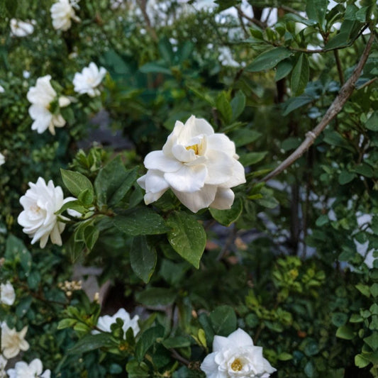 Gardenia Seeds 200+ – Gardenia jasminoides Cape Jasmine | Fragrant White Flowering Shrub Seeds | Heirloom Perennial Garden Plant