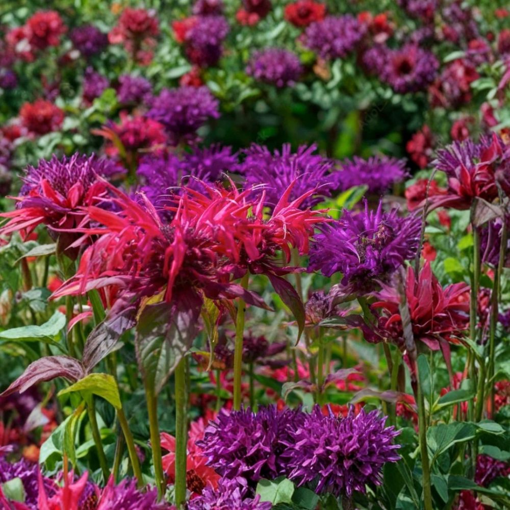 Mixed Color Bee Balm – Monarda Live Plants | Set of 4 Bergamot Perennials | Butterfly & Hummingbird Friendly | Sun Loving | Easy to Grow