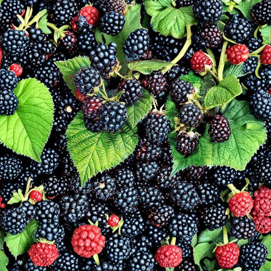 Sawtooth Blackberry – Rubus argutus Live Rooted Plants | Pack of 5 | Native Edible Berry Bush