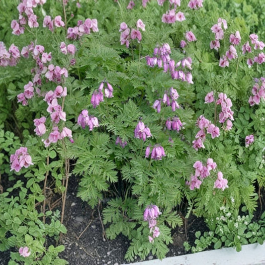 Bleeding Heart – Dicentra formosa Bare Root Plants | 5 Live Native Perennials | Shade Garden Wildflower | Woodland Favorite