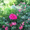Hot Pink Ivy Geranium Cuttings – Pelargonium peltatum Live Plant Cuttings | 6 Unrooted 6 Inch Cuttings | Trailing Pink Blooms | Hanging Basket Friendly | Easy to Grow