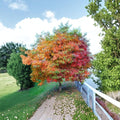 Sassafras Tree – Sassafras albidum Live Plant | 12–24 Inch Bare Root Starter Tree | Native Aromatic Tree | Fall Color Woodland Plant