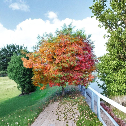 Sassafras Tree – Sassafras albidum Live Plant | 12–24 Inch Bare Root Starter Tree | Native Aromatic Tree | Fall Color Woodland Plant