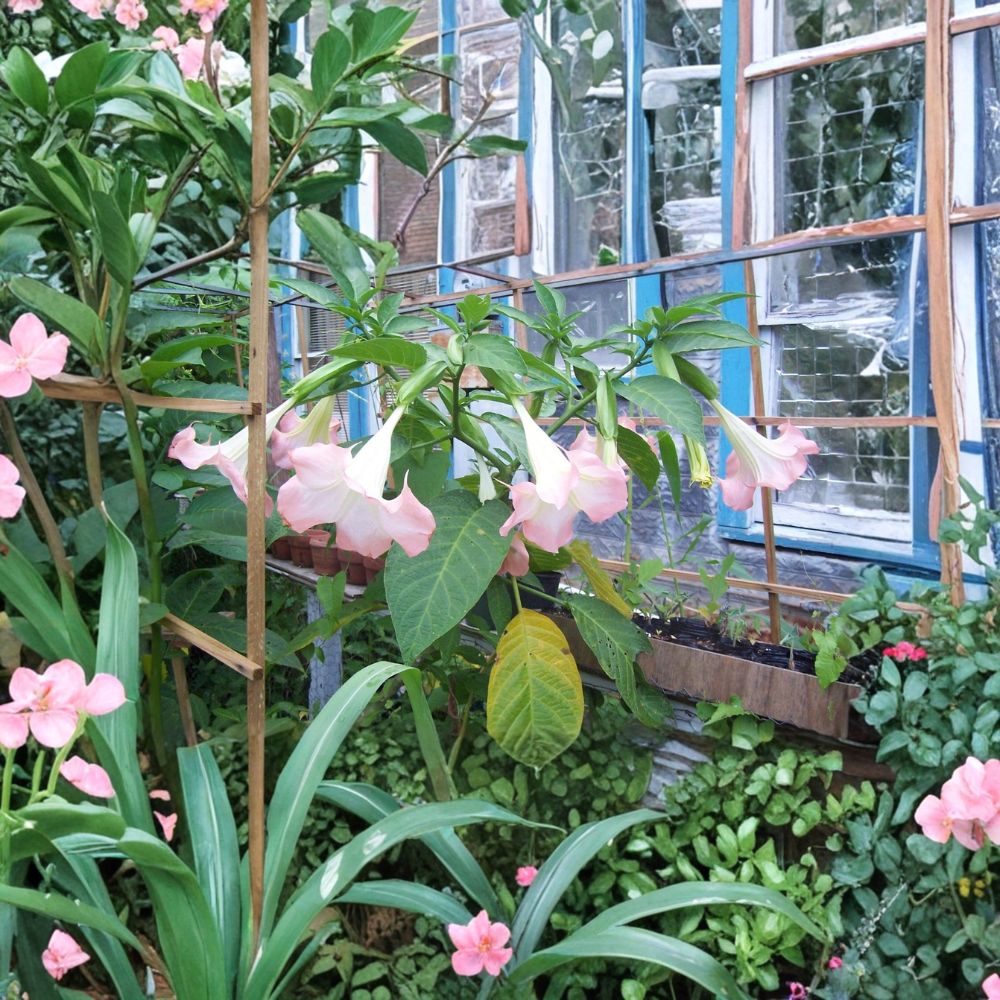 Pink Angel Trumpet – Brugmansia suaveolens Live Rooted Plants | Set of 3 | Fragrant Flowering Tropical Shrub