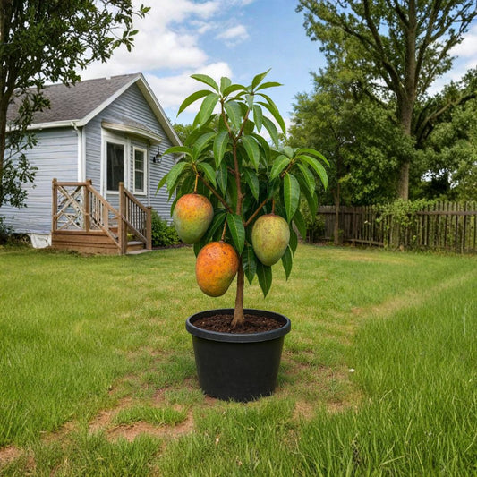 Coconut Cream Mango Tree Seedling – Live Tropical Starter Plant | Healthy Rooted Mango | USDA Certified | Easy to Grow | No Shipping to CA