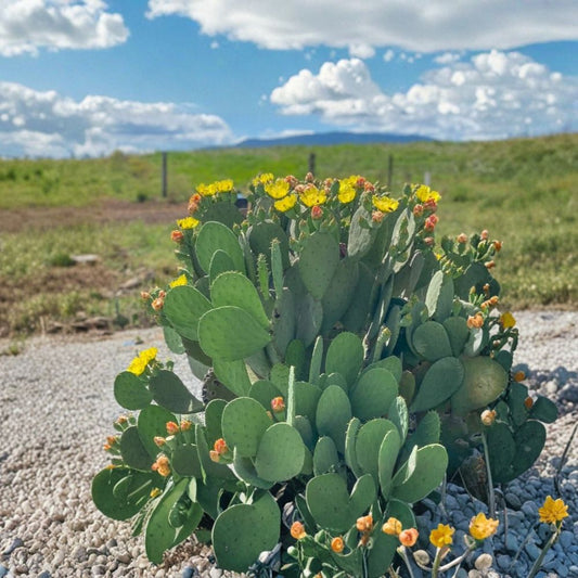 Spineless Prickly Pear Cactus – Opuntia ‘Cacanapa Ellisiana’ Live Pads | 4 Unrooted Cactus Pads | Winter Hardy Edible Cactus | Yellow Flowers & Fruit