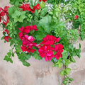 Rose Red Citronella Ivy Geranium Cuttings – 3 Live Pelargonium Plant Starters | Fragrant Peltatum Geranium | Patio & Hanging Basket Friendly