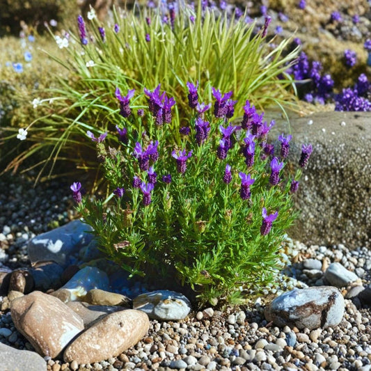 Otto Quast Lavender Live Plants – Lavandula stoechas | 2 Pack | 4–6 Inches Tall | Fragrant Ornamental Herb | No Pot | Purple Flowers