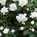 Gardenia ‘Veitchii’ Live Plant – Gardenia jasminoides Fragrant White Blooms | 3–4 Feet Tall | Evergreen Indoor Outdoor Shrub | Large Specimen