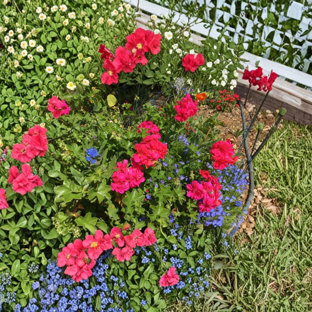 Ivy Geranium Cuttings – 8 Fresh Mixed Color Pelargonium Cuttings | Trailing Geraniums for Rooting | Patio & Hanging Basket Flowers