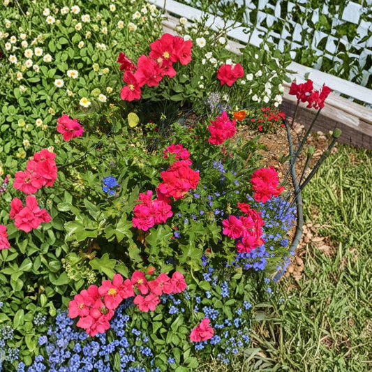 Ivy Geranium Cuttings – 8 Fresh Mixed Color Pelargonium Cuttings | Trailing Geraniums for Rooting | Patio & Hanging Basket Flowers