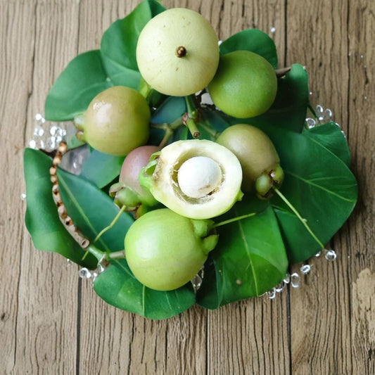 Rose Apple Golden Fruit Live Plant – Syzygium jambos | Tropical Evergreen Fruit Tree | Edible Rose Apple | Exotic Fruit Plant | Ready to Plant