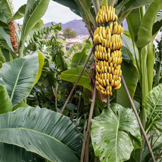 Grand Nain Banana – Live Tropical Fruit Plant | 4–10 Inches Tall | Musa 'Grand Nain' | High-Yield Banana Tree | Ships Without Pot | Edible Fruit Plant