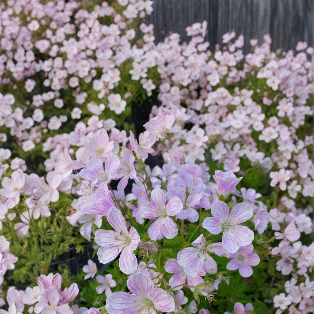 Melinda Geranium Seeds – 25+ Premium Pelargonium Flower Seeds | Vibrant Garden & Patio Blooms