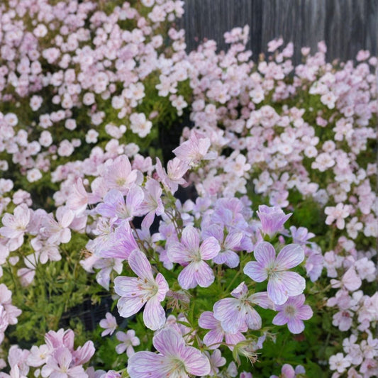 Melinda Geranium Seeds – 25+ Premium Pelargonium Flower Seeds | Vibrant Garden & Patio Blooms