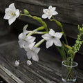 Night Scented Tobacco Jasmine – Nicotiana Seeds | 100+ Seeds | Fragrant Evening Blooming Flowers | Easy Grow Garden Plant