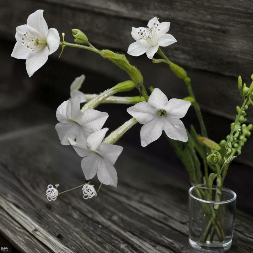 Night Scented Tobacco Jasmine – Nicotiana Seeds | 100+ Seeds | Fragrant Evening Blooming Flowers | Easy Grow Garden Plant