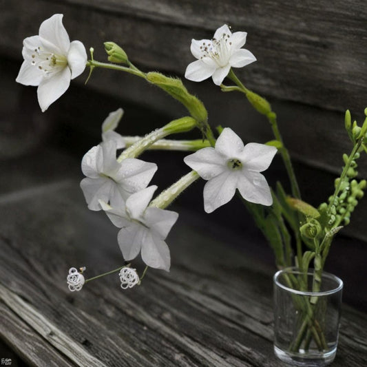 Night Scented Tobacco Jasmine – Nicotiana Seeds | 100+ Seeds | Fragrant Evening Blooming Flowers | Easy Grow Garden Plant