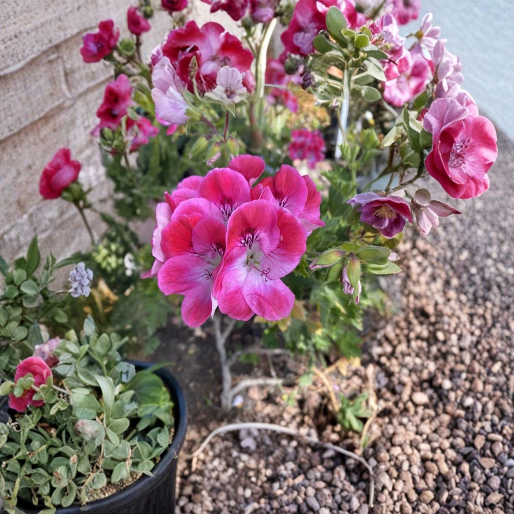 Organic Regal Pelargonium Cuttings – 5 Live Geranium Plant Starters | Fresh Regal Geranium Cuttings | Sun Loving Patio Flower