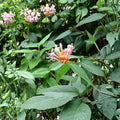 Henry’s Honeysuckle – Lonicera henryi Live Plant | Evergreen Climbing Vine | Fragrant Garden Vine | Hardy Ornamental Climber