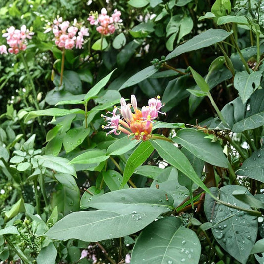 Henry’s Honeysuckle – Lonicera henryi Live Plant | Evergreen Climbing Vine | Fragrant Garden Vine | Hardy Ornamental Climber