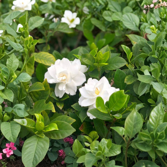White Gardenia Plant – Gardenia jasminoides Live Plant | Cape Jasmine Fragrant Flower | Evergreen Shrub | Potted Ornamental Plant | Indoor & Outdoor Friendly
