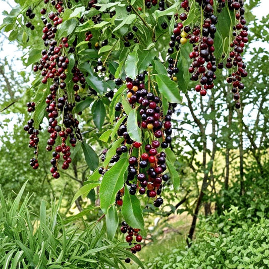 Wild Black Cherry Tree – Prunus serotina Live Plant | 2 Ft Tall Bare Root Tree | Fast Growing Native Fruit Tree | Wildlife Friendly | Outdoor Garden