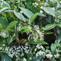 Night Blooming Jasmine – Cestrum nocturnum Live Plant | 4–6 Inches Tall | Fragrant Night Flowering Shrub | Indoor & Outdoor Friendly | Starter Plant