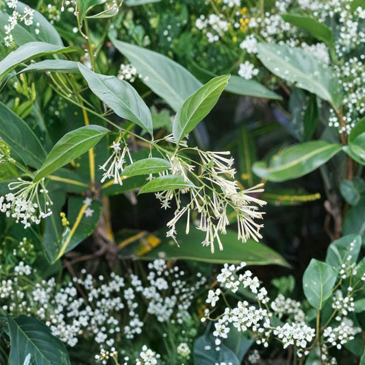 Night Blooming Jasmine – Cestrum nocturnum Live Plant | 4–6 Inches Tall | Fragrant Night Flowering Shrub | Indoor & Outdoor Friendly | Starter Plant