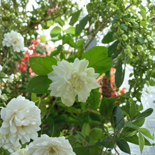 Grand Duke of Tuscany Jasmine Cuttings Set of 3 – Jasminum sambac Unrooted | 6+ Inch Fresh Cuttings | Double Bloom Fragrant Jasmine | Propagation Plant