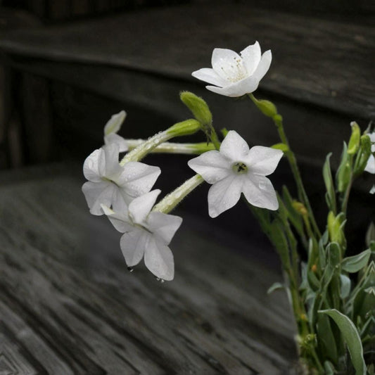 Jasmine Tobacco Seeds – 100+ Night Scented Flowers | Nicotiana Alata Fragrant Bloom | Evening Garden Plant | Pollinator Friendly