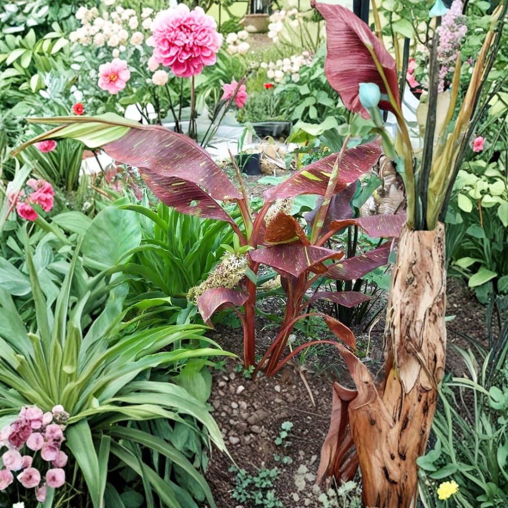 Siam Ruby Variegated Banana Live Plant | Rooted Starter in Pot | Musa 'Siam Ruby' | Tropical Ornamental Banana | Rare Foliage Plant