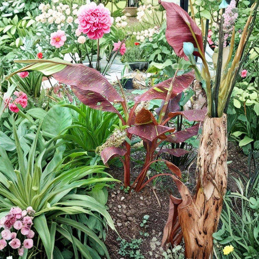Siam Ruby Variegated Banana Live Plant | Rooted Starter in Pot | Musa 'Siam Ruby' | Tropical Ornamental Banana | Rare Foliage Plant