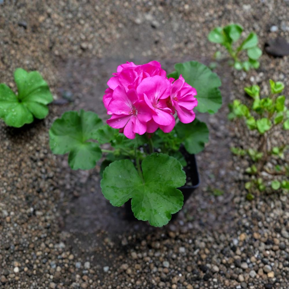 Patriot Pink Rose Geranium Live Plant – 4 Inch Zonal Pelargonium | Deep Pink Blooming Flower Plant | Patio & Garden Friendly | Easy to Grow
