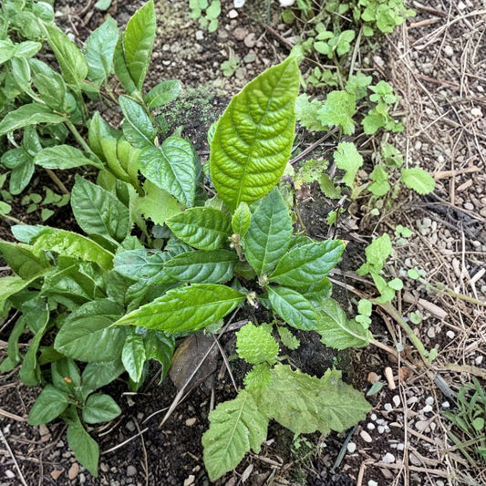 Loquat Fruit Trees – Eriobotrya japonica Live Plants | Set of 2 Bare Root 5”+ Seedlings | Sweet Tropical Fruit Tree | Indoor Outdoor Garden