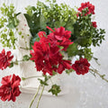 Organic Red Geranium Cuttings – Pelargonium Live Plant Cuttings | 6 Unrooted Cuttings Included | Bright Red Blooms | Patio & Container Friendly | Easy to Grow