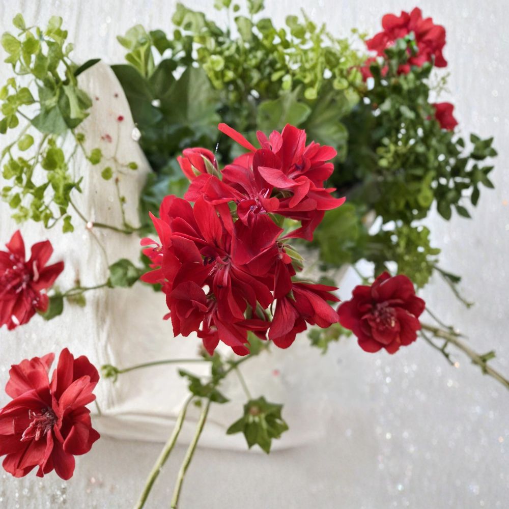 Organic Red Geranium Cuttings – Pelargonium Live Plant Cuttings | 6 Unrooted Cuttings Included | Bright Red Blooms | Patio & Container Friendly | Easy to Grow
