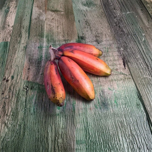 Cuban Red Banana Plant – Musa Live Plant | Red Dacca Banana Starter | Tropical Fruit Plant | Backyard & Container Friendly