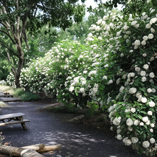 Chicago Lustre Viburnum – Set of 2 Live Plants | 4–6 Inches Tall | 3-Inch Pots | Viburnum dentatum | Flowering Landscape Shrub | Hedge & Screening Plant | Zones 3–7