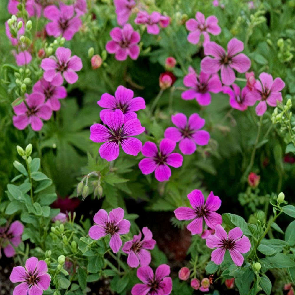 Hardy Geranium Pink Penny Plants – 2 Organic Shade Perennials | Deer Resistant Ground Cover