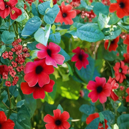 Black Eyed Susan Vine 'Sunny Susy Cherry' – Thunbergia alata Live Starter Plant | 6–10 Inches Tall | Includes Nursery Pot | Climbing Flowering Vine | Easy to Grow