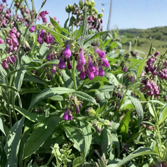 Comfrey – Symphytum officinale Heirloom Bare Root Cuttings | 5 Live Root Cuttings | Hardy Perennial Herb | Organic Garden Favorite