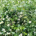 Asian Star Jasmine Plants – 5 Pack Live Vines | Trachelospermum asiaticum Rooted 2 Ft Long | Fragrant Ground Cover or Climbing Vine