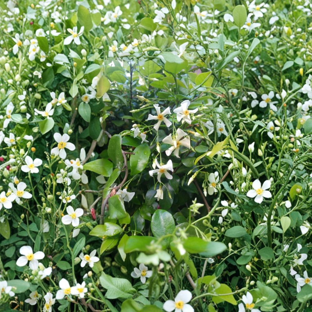 Asian Star Jasmine Plants – 5 Pack Live Vines | Trachelospermum asiaticum Rooted 2 Ft Long | Fragrant Ground Cover or Climbing Vine