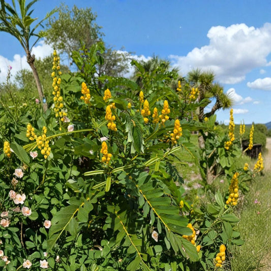 Candlestick Cassia – Senna alata Live Rooted Starter Plant | Emperor's Yellow Candlebush | 4-Inch Pot